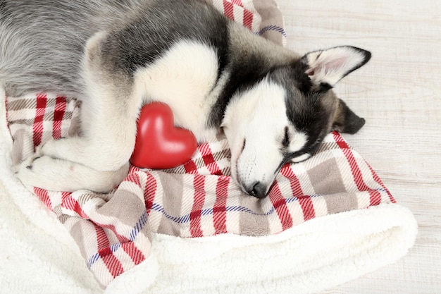 Bellissimo cucciolo di husky carino in camera