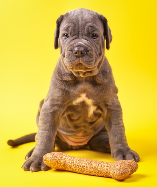 Bellissimo cucciolo di mastino italiano cane corso (1 mese) con osso giocattolo su sfondo giallo