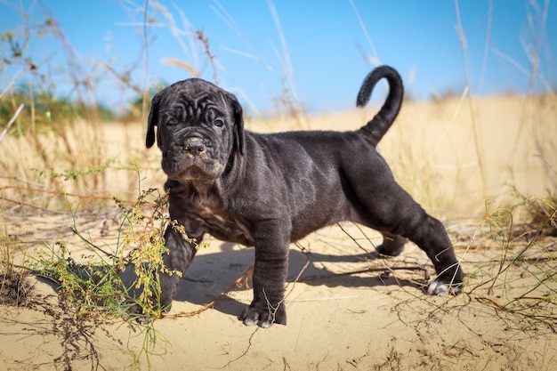 Bellissimo cucciolo di mastino italiano cane corso (1 mese) sulla sabbia con erba secca