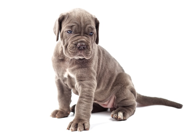 Bellissimo cucciolo di mastino italiano cane corso (1 mese)