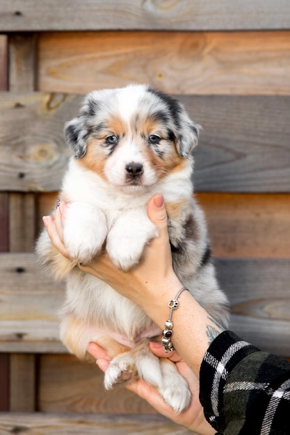 Bellissimo cucciolo di pastore australiano in mano ai proprietari