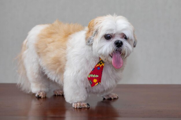 Bellissimo cucciolo di shih tzu in messa a fuoco selettiva