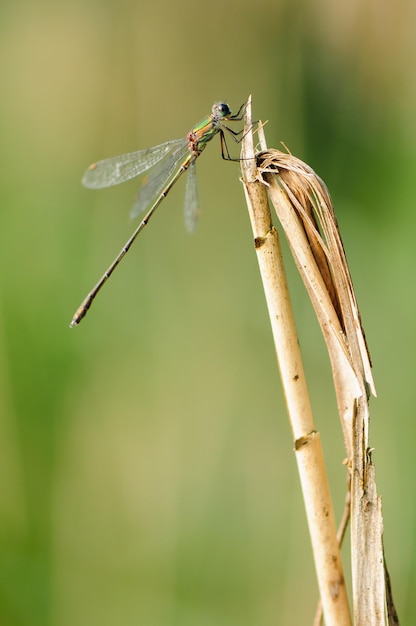 Bellissimo dettaglio della libellula Lestes sponsa