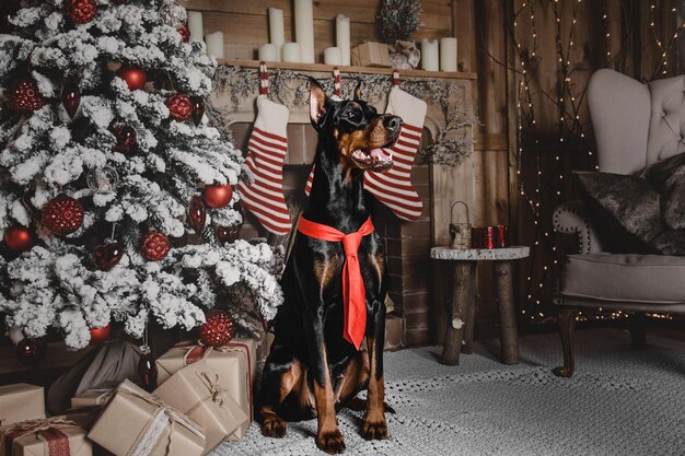 Bellissimo doberman cane vacanza Capodanno interni natale