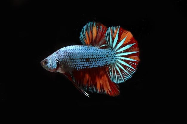 Bellissimo drago nemo betta pesce combattente su blackground nero