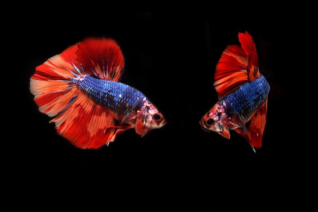 Bellissimo drago nemo mezzaluna betta pesce combattente su blackground nero