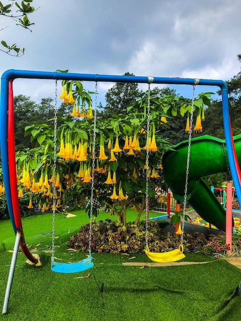 Bellissimo e confortevole paesaggio nel territorio dell'Indonesia