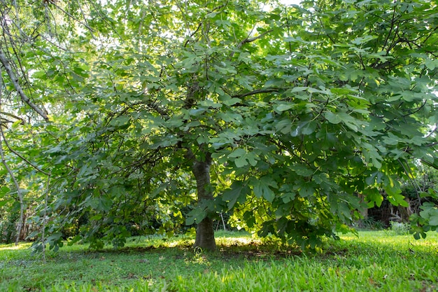 Bellissimo e grande fico Ficus carica