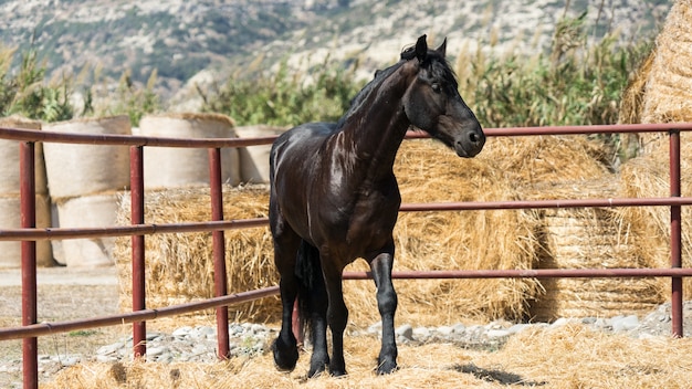 Bellissimo e grazioso cavallo nero in una fattoria di Cipro 2020