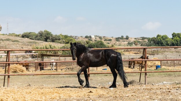 Bellissimo e grazioso cavallo nero in una fattoria di Cipro 2020