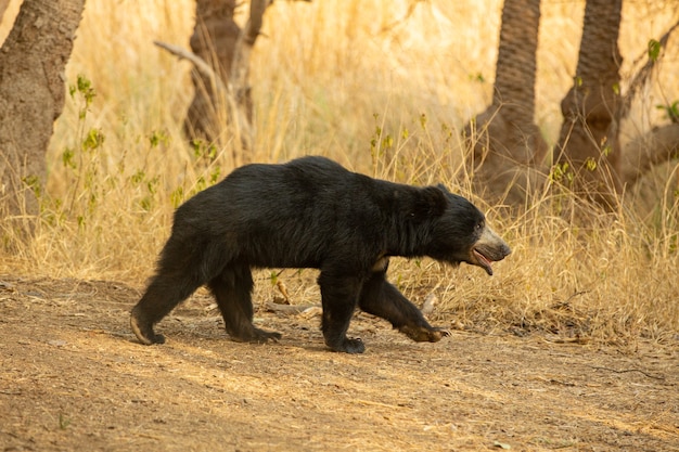 Bellissimo e molto raro orso bradipo nell'habitat naturale in India