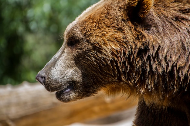 bellissimo e peloso orso bruno, mammifero