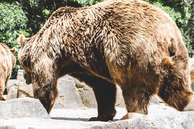 bellissimo e peloso orso bruno, mammifero