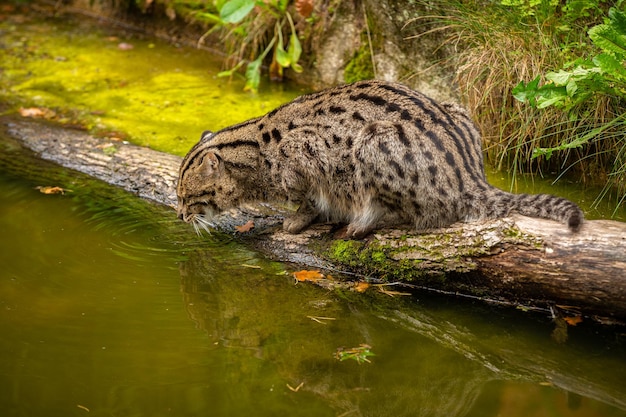 Bellissimo e sfuggente gatto da pesca nell'habitat naturale vicino all'acqua Specie di gatti in via di estinzione che vivono in cattività Genere di piccoli gatti Prionailurus viverrinus