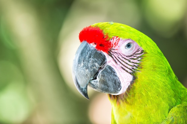 Bellissimo e simpatico uccello divertente di pappagallo ara piumato rosso all'aperto su sfondo naturale verde