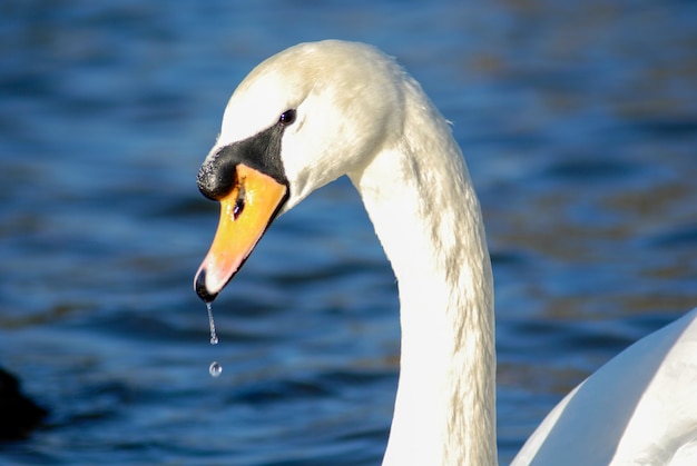 Bellissimo ed elegante cigno sull'acqua