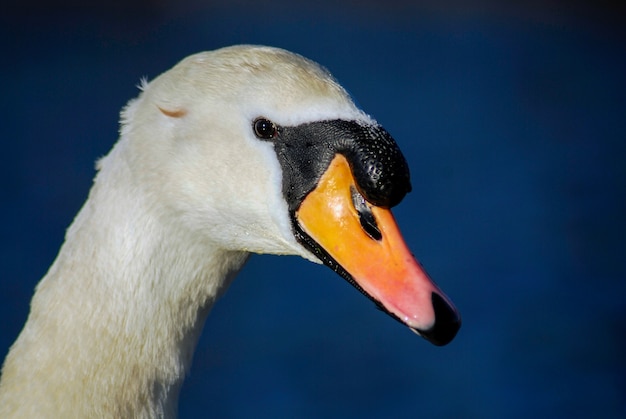 Bellissimo ed elegante cigno sull'acqua