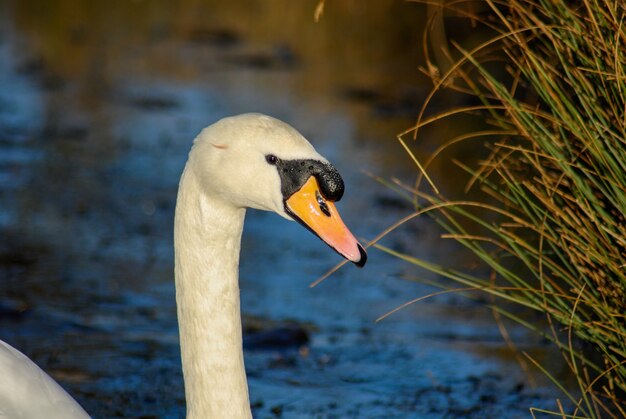 Bellissimo ed elegante cigno sull'acqua