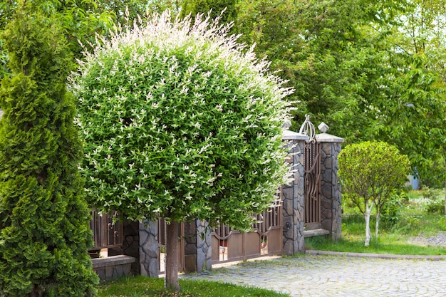 Bellissimo esterno della casa di lusso, casa. Cortile con erba verde, recinzione e albero come il dente di leone.