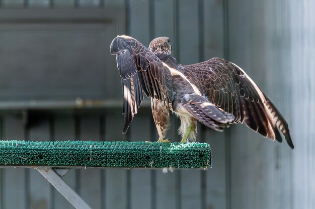 Bellissimo falco