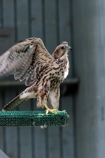 Bellissimo falco