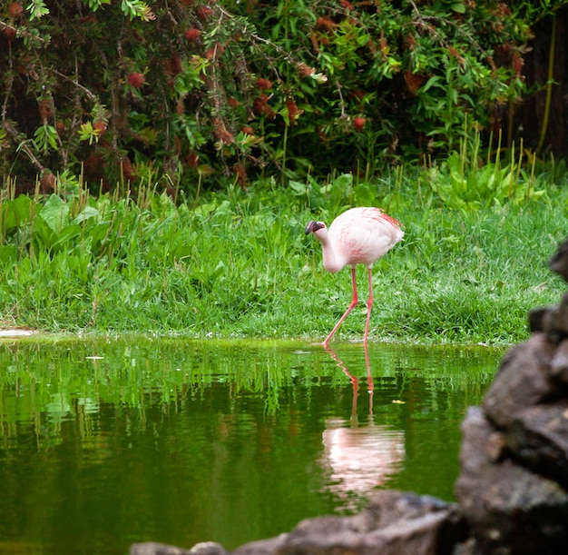 Bellissimo fenicottero rosa