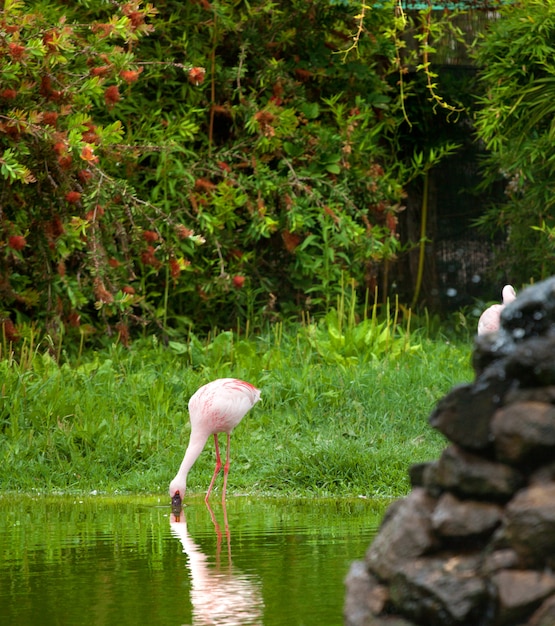 Bellissimo fenicottero rosa