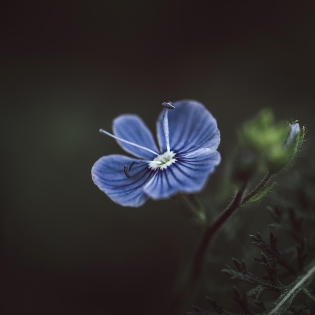 Bellissimo fiore a strisce blu germander speedwell veronica chamaedrys