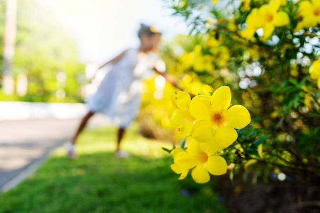 Bellissimo fiore Allamanda Cathartica o fiori di tromba d'oro contro la bambina