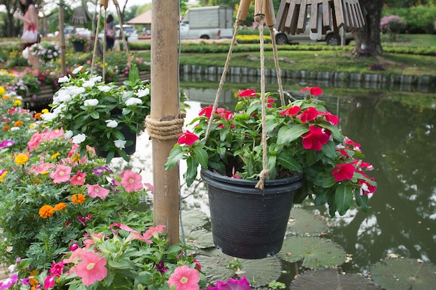 bellissimo fiore appeso in giardino