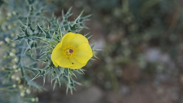 Bellissimo fiore Argemone Mexicana Bermuda cardo kateri ka phool ecc