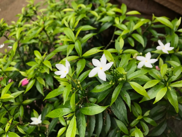 bellissimo fiore bianco con foglia verde natura sfondo fresco naturale