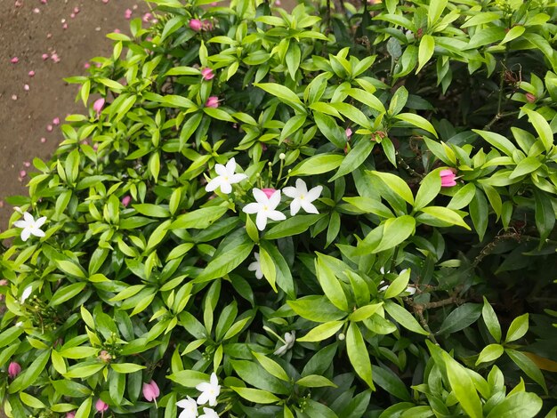 bellissimo fiore bianco con foglia verde natura sfondo fresco naturale