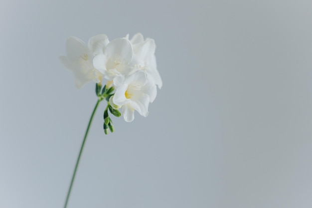 Bellissimo fiore bianco di freesia su uno sfondo grigio