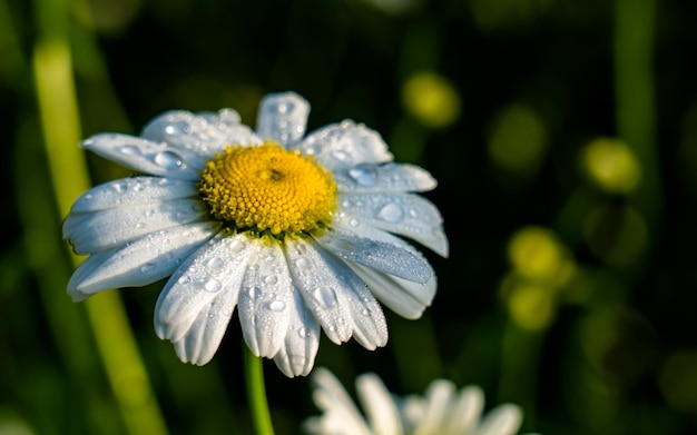 bellissimo fiore bianco fiore al parco giardino Kathmandu Nepal