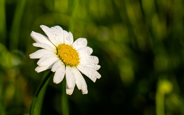 bellissimo fiore bianco fiore al parco giardino Kathmandu Nepal