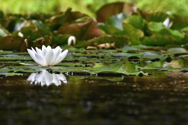 Bellissimo fiore bianco giglio d'acqua su uno stagno Nymphaea alba Sfondo sfocato colorato naturale