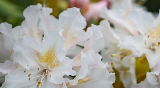 Bellissimo fiore bianco in fiore di rododendro cunninghams bianco nel concetto di giardinaggio del giardino primaverile
