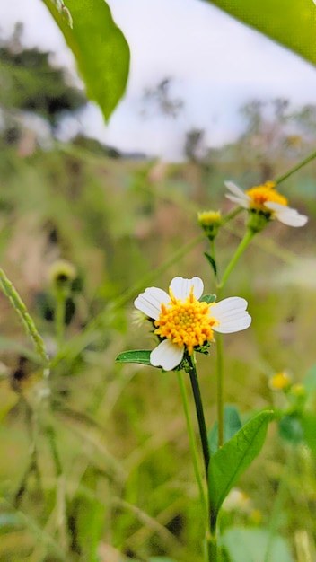 Bellissimo fiore bianco su sfondo sfocato Bellezza naturale