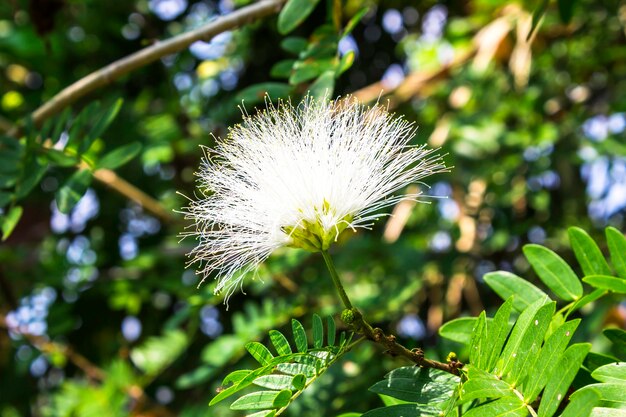 Bellissimo fiore bianco