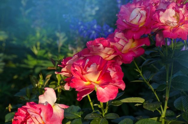 Bellissimo fiore bicolore Utopiya. Bella rosa rossa. Abbina il giallo limone al rosso.