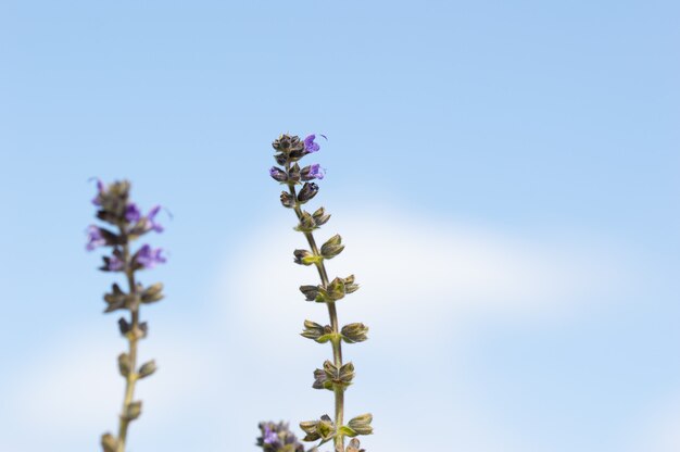 Bellissimo fiore blu, con il cielo sullo sfondo Ajuga reptans