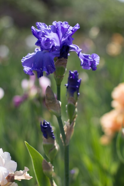 Bellissimo fiore blu dell'iride che cresce nel giardino