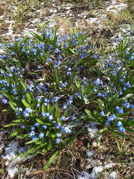 bellissimo fiore blu illuminato dal sole neve all'aperto natura giardino parco riposo relax