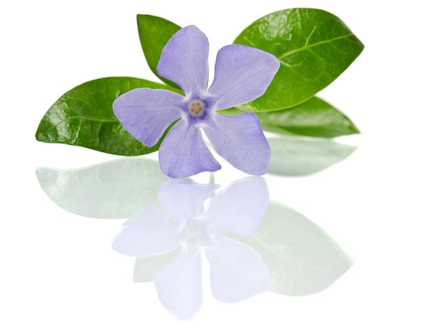 Bellissimo fiore blu pervinca isolato su sfondo bianco