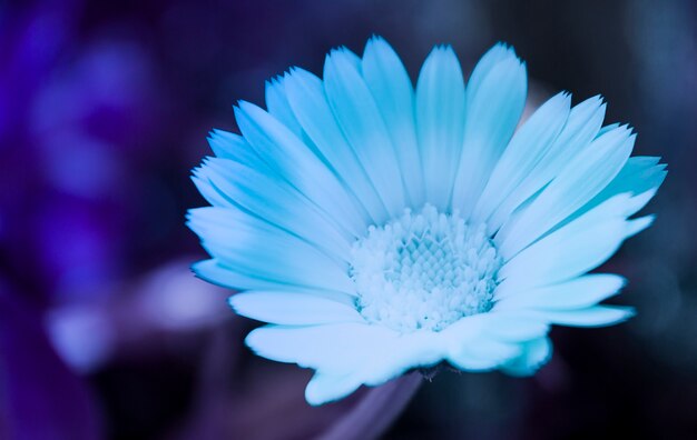 Bellissimo fiore blu su sfondo blu viola