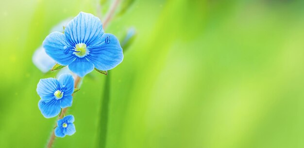 Bellissimo fiore blu su sfondo verde in una giornata di sole