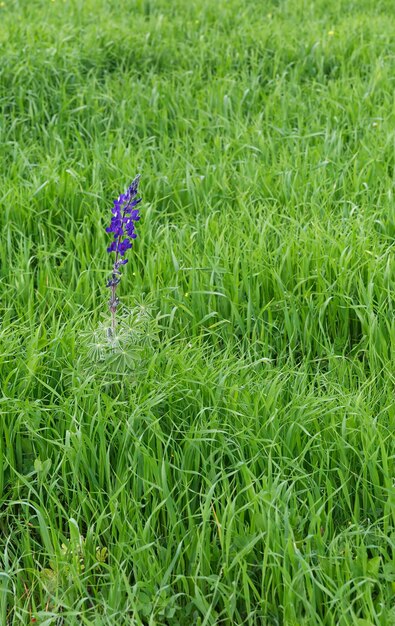 Bellissimo fiore blu su uno sfondo di erba verde primo piano