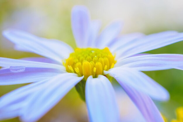 Bellissimo fiore blu vicino in giardino