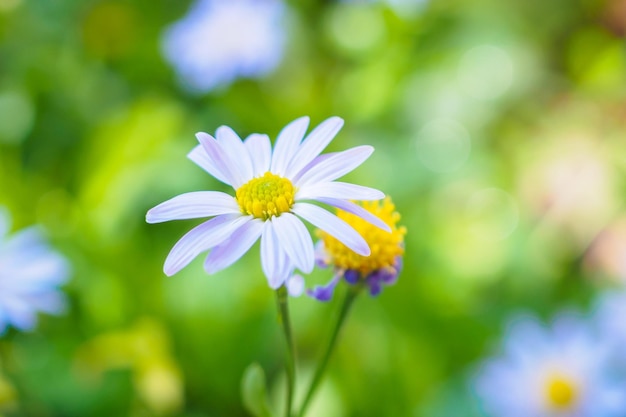 Bellissimo fiore blu vicino in giardino